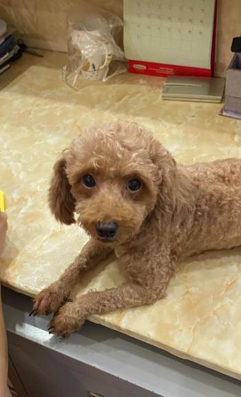 Tìm Chó lạc tại Hà Nội -  Chó Poodle Đực, màu Nâu đất