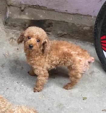 Tìm Chó lạc tại Hà Nội -  Chó Poodle Đực, màu Nâu đất