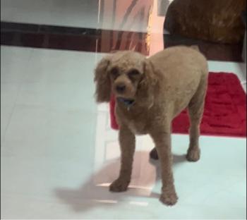 Tìm Chó lạc tại Thanh Hóa -  Chó Poodle Đực, màu Nâu đỏ