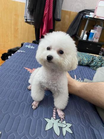 Tìm Chó lạc tại Hà Giang -  Chó Poodle Đực, màu Trắng