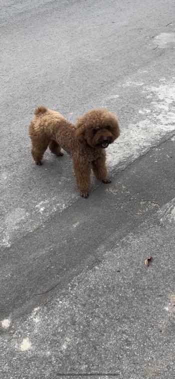 Tìm Chó lạc tại Hà Nội -  Chó Poodle Đực, màu Nâu đất