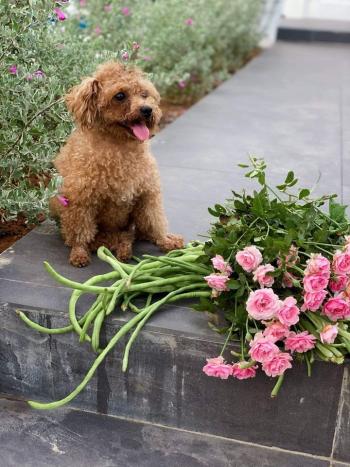 Tìm Chó lạc tại Hà Nội -  Chó Poodle Đực, màu Nâu đỏ