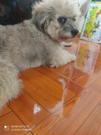 Tìm Chó lạc tại Đak Nông -  Chó Poodle Đực, màu Xám