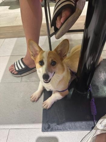 Tìm Chó lạc tại TP Hồ Chí Minh -  Chó Corgi Cái, màu Trắng - Vàng