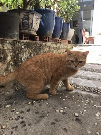 Tìm Mèo lạc tại TP Hồ Chí Minh