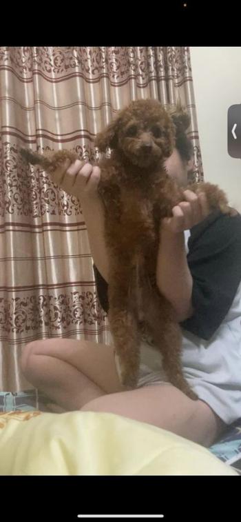 Tìm Chó lạc tại Quảng Ninh -  Chó Poodle Đực, màu Nâu đỏ