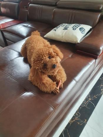 Tìm Chó lạc tại Hòa Bình -  Chó Poodle Đực, màu Nâu đỏ