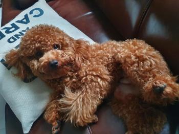 Tìm Chó lạc tại Hòa Bình -  Chó Poodle Đực, màu Nâu đỏ