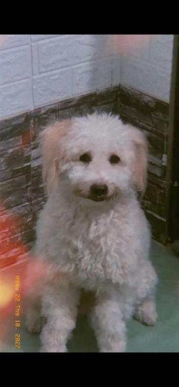 Tìm Chó lạc tại TP Hồ Chí Minh -  Chó Poodle Đực, màu Trắng