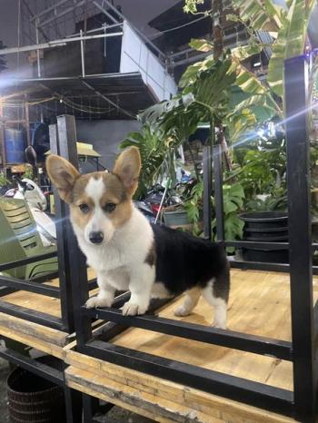 Tìm Chó lạc tại Hà Nội -  Chó Corgi Cái, màu Trắng - Vàng