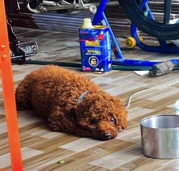 Tìm Chó lạc tại Vĩnh Long -  Chó Poodle Đực, màu Nâu đỏ