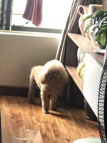 Tìm Chó lạc tại Hà Nội -  Chó Poodle Đực, màu Nâu đất