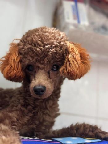 Tìm Chó lạc tại TP Hồ Chí Minh -  Chó Poodle Đực, màu Nâu đỏ