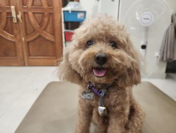 Tìm Chó lạc tại Hà Nội -  Chó Poodle Đực, màu Nâu đất