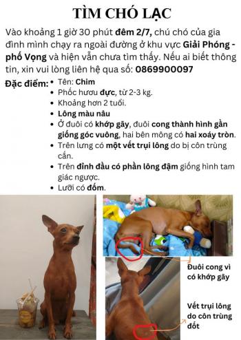 Tìm Chó lạc tại Hà Nội -  Chó Đực, màu Nâu đỏ