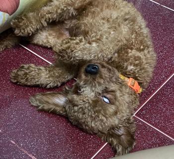 Tìm Chó lạc tại TP Hồ Chí Minh -  Chó Poodle Đực, màu Nâu đất