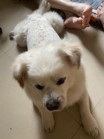 Tìm Chó lạc tại TP Hồ Chí Minh - Chó Phốc sóc Đực, màu Trắng