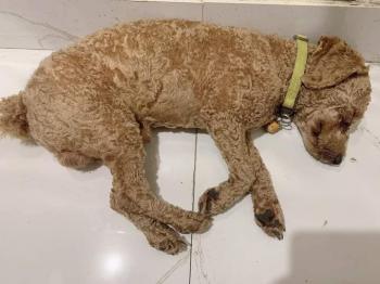 Tìm Chó lạc tại Hà Nội -  Chó Poodle Đực, màu Nâu đất