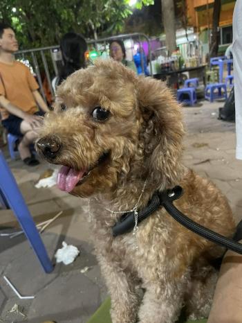 Tìm Chó lạc tại Hà Nội -  Chó Poodle Đực, màu Nâu đỏ