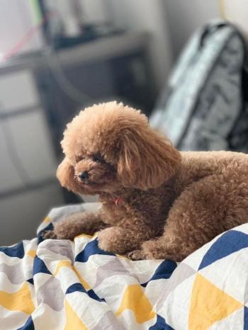 Tìm Chó lạc tại Bắc Ninh -  Chó Poodle Đực, màu Nâu đỏ