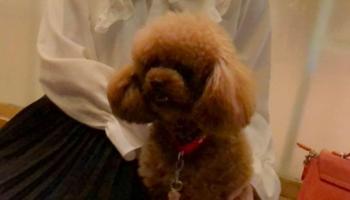 Tìm Chó lạc tại Bắc Ninh -  Chó Poodle Đực, màu Nâu đỏ