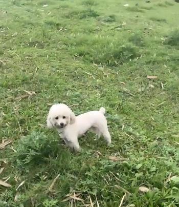 Tìm Chó lạc tại Hà Nội -  Chó Poodle Đực, màu Trắng