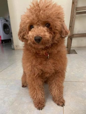 Tìm Chó lạc tại An Giang -  Chó Poodle Cái, màu Nâu đỏ