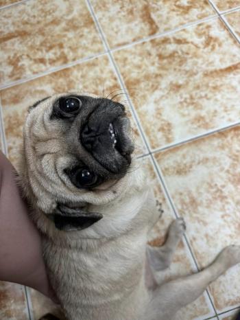 Tìm Chó lạc tại Hà Nội -  Chó Pug Đực, màu Vàng