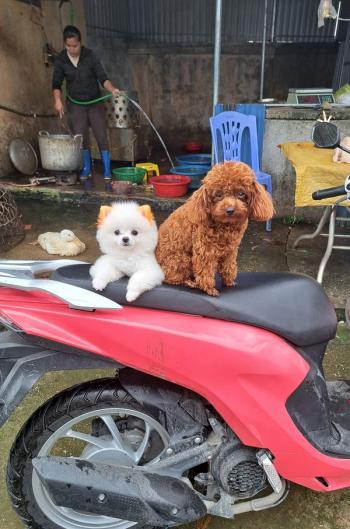 Tìm Chó lạc tại Hà Nội -  Chó Poodle Cái, màu Nâu đỏ