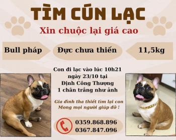 Tìm Chó lạc tại Hà Nội -  Chó Bull Pháp Đực, màu Trắng - Vàng