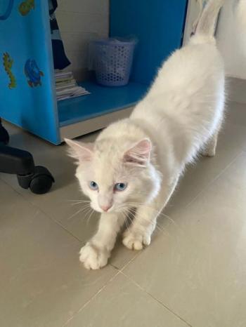 Tìm Mèo lạc tại TP Hồ Chí Minh -  Mèo Anh Đực, màu Trắng