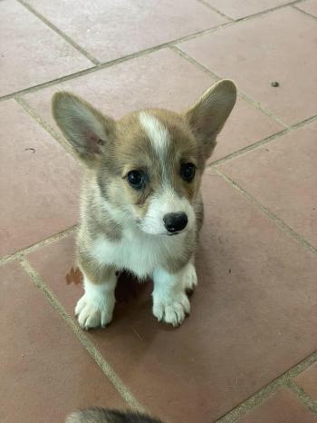 Tìm Chó lạc tại Hà Nội -  Chó Corgi Đực, màu Đen - Trắng (Bò sữa)