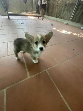 Tìm Chó lạc tại Hà Nội -  Chó Corgi Đực, màu Đen - Trắng (Bò sữa)