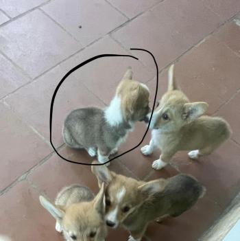 Tìm Chó lạc tại Hà Nội -  Chó Corgi Đực, màu Đen - Trắng (Bò sữa)