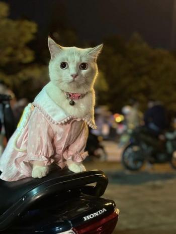 Tìm Mèo lạc tại TP Hồ Chí Minh -  Mèo Anh Đực, màu Trắng