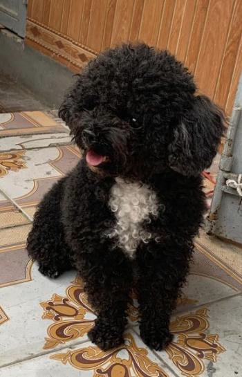 Tìm Chó lạc tại Hà Nội -  Chó Poodle Đực, màu Đen