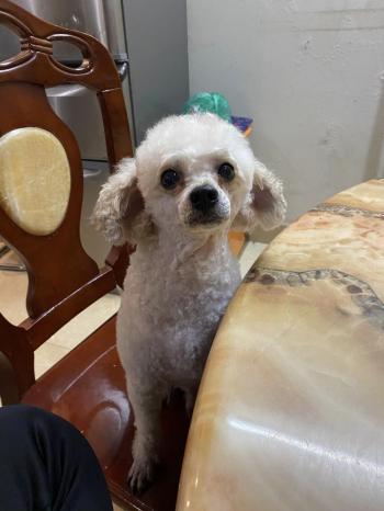 Tìm Chó lạc tại Hà Nội -  Chó Poodle Đực, màu Trắng