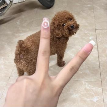 Tìm Chó lạc tại Hà Nội -  Chó Poodle Đực, màu Nâu đất