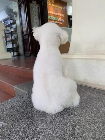 Tìm Chó lạc tại Hà Nội -  Chó Poodle Đực, màu Trắng