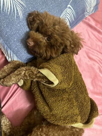 Tìm Chó lạc tại TP Hồ Chí Minh -  Chó Poodle Đực, màu Nâu đất