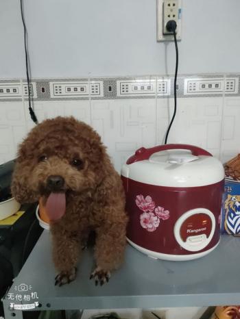 Tìm Chó lạc tại TP Hồ Chí Minh -  Chó Poodle Đực, màu Nâu đỏ