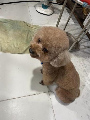 Tìm Chó lạc tại TP Hồ Chí Minh -  Chó Poodle Đực, màu Nâu đất