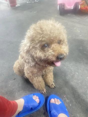 Tìm Chó lạc tại TP Hồ Chí Minh -  Chó Poodle Đực, màu Nâu đất