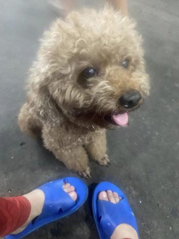 Tìm Chó lạc tại TP Hồ Chí Minh -  Chó Poodle Đực, màu Nâu đất