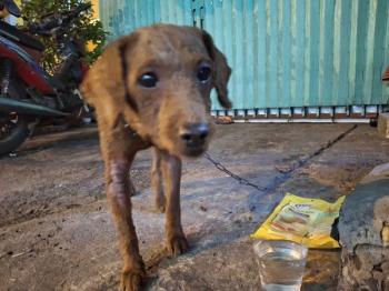 Phát hiện Chó lạc tại TP Hồ Chí Minh -  Chó Poodle Cái, màu Nâu đất