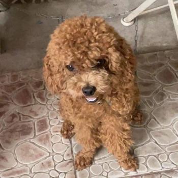 Tìm Chó lạc tại Hà Nội -  Chó Poodle Đực, màu Nâu đất