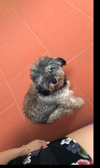 Tìm Chó lạc tại Tuyên Quang -  Chó Poodle Đực, màu Đen