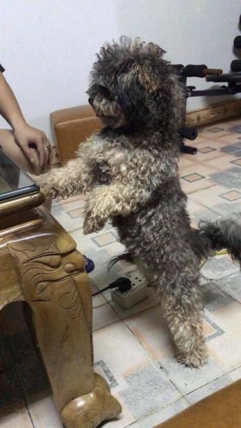 Tìm Chó lạc tại Tuyên Quang -  Chó Poodle Đực, màu Đen