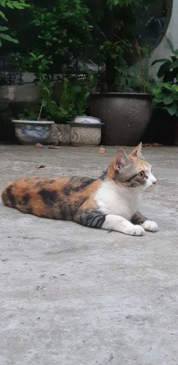 Tìm Mèo lạc tại Hà Nội -  Mèo Cái, màu Đen
