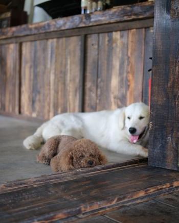 Tìm Chó lạc tại Lâm Đồng -  Chó Golden Đực, màu Trắng
